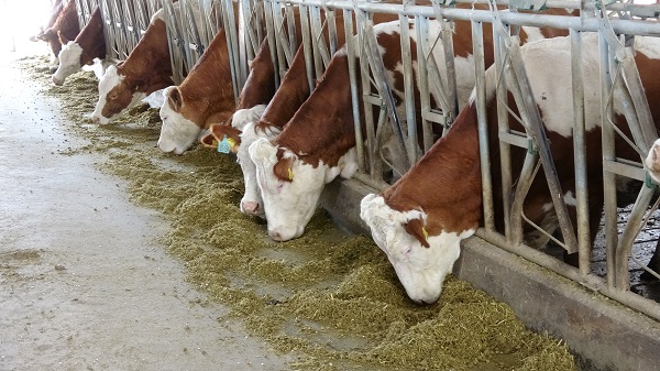 Foto - Devlet desteği aldı! Bu yöntemle 80 bin liralık elektrik gideri sıfırlandı