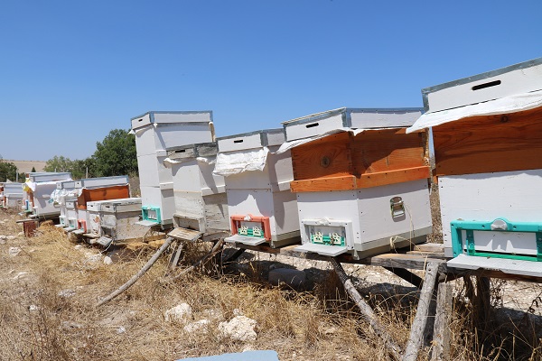 Foto - Devlet desteği aldı kovanlarını bir yılda 3 katına çıkardı