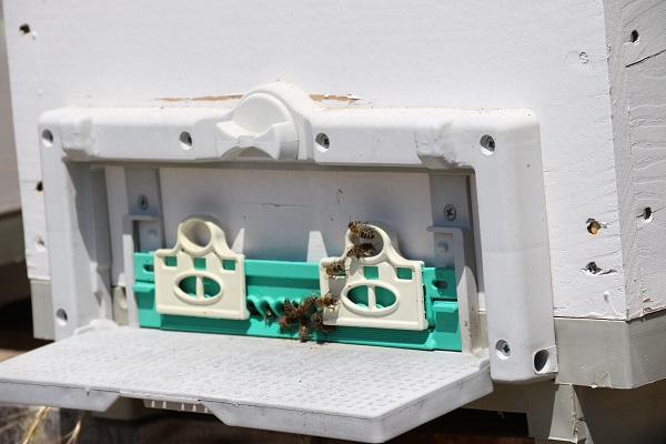 Foto - Devlet desteği aldı kovanlarını bir yılda 3 katına çıkardı