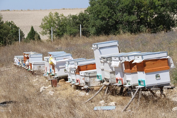 Foto - Devlet desteği aldı kovanlarını bir yılda 3 katına çıkardı