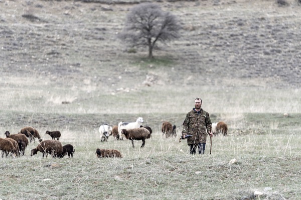 Foto - Devlet desteği aldı sürü sahibi oldu