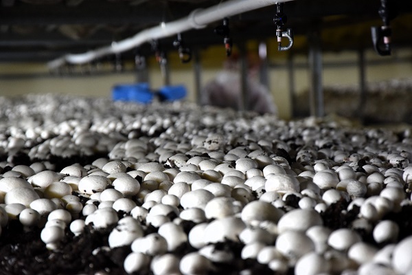 Foto - Devlet desteği aldı! Yılda 100 ton üretiyor kapış kapış gidiyor