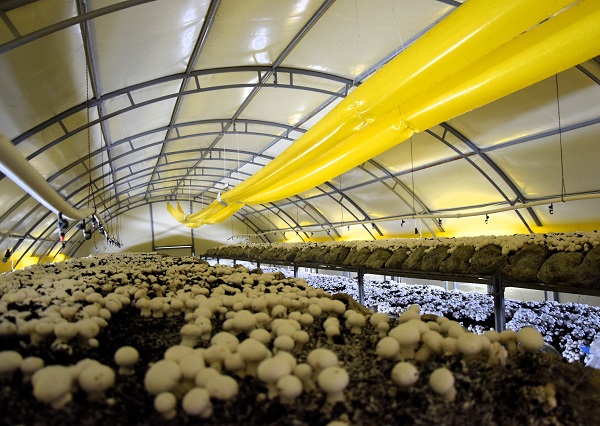 Foto - Devlet desteği aldı! Yılda 100 ton üretiyor kapış kapış gidiyor