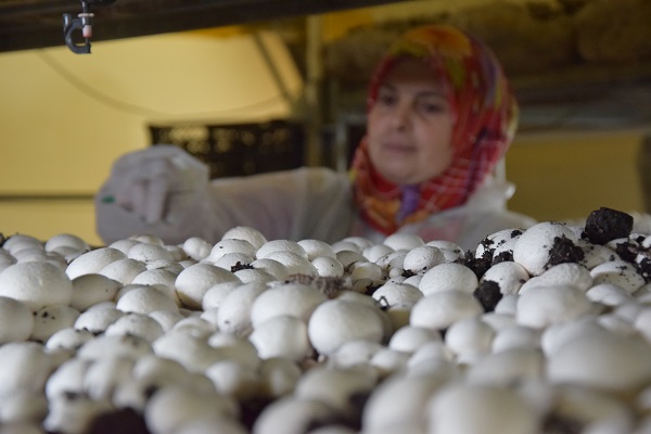 Foto - Devlet desteği aldı! Yılda 100 ton üretiyor kapış kapış gidiyor