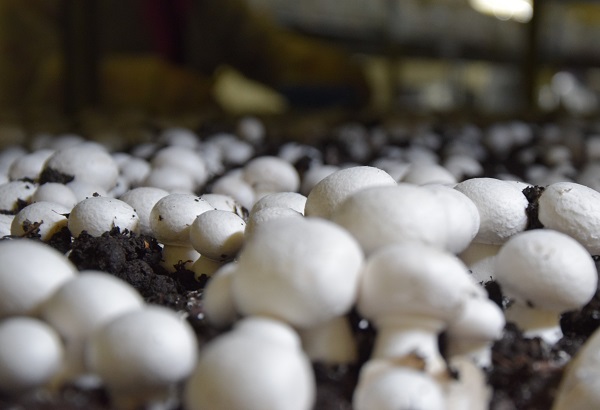 Devlet desteği aldı! Yılda 100 ton üretiyor kapış kapış gidiyor