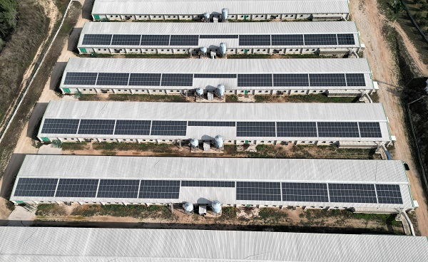 Foto - Devlet desteği alıp kurdular! Enerji maliyetini sıfırladılar