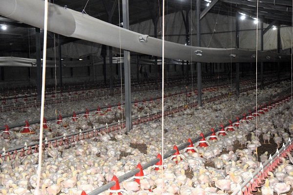 Foto - Devlet desteği alıp kurdular! Enerji maliyetini sıfırladılar