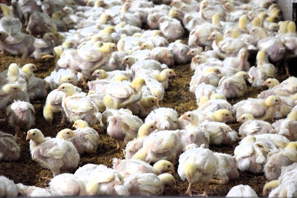 Foto - Devlet desteği alıp kurdular! Enerji maliyetini sıfırladılar