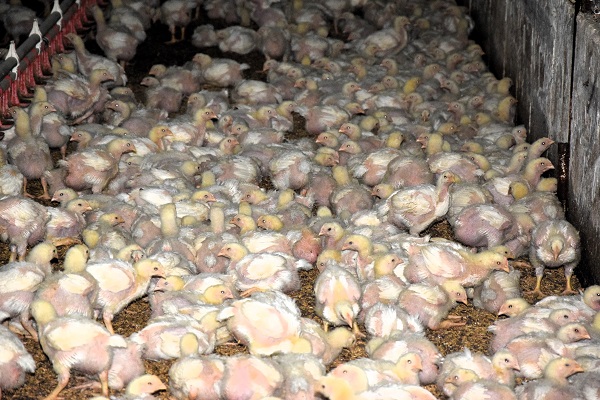 Foto - Devlet desteği alıp kurdular! Enerji maliyetini sıfırladılar