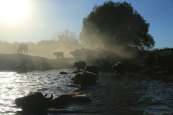 Foto - Devlet desteği ile sayıları arttı