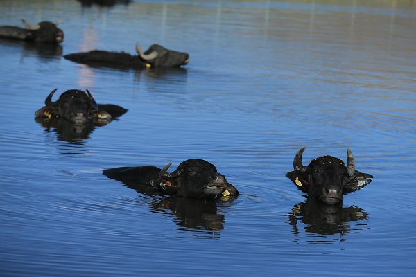 Foto - Devlet desteği ile sayıları arttı