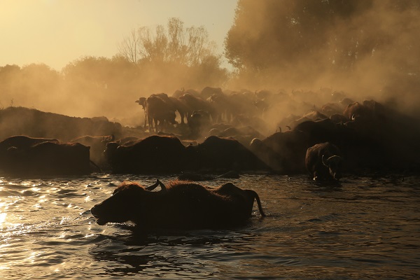 Foto - Devlet desteği ile sayıları arttı