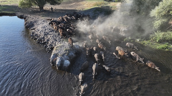 Foto - Devlet desteği ile sayıları arttı