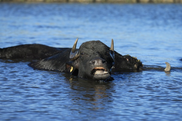 Foto - Devlet desteği ile sayıları arttı