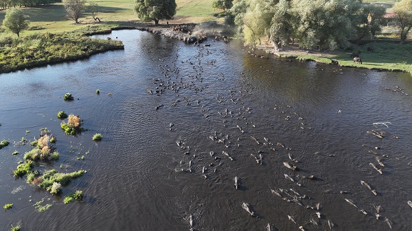Foto - Devlet desteği ile sayıları arttı
