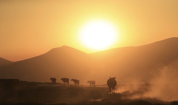 Foto - Devlet desteği ile sayıları arttı