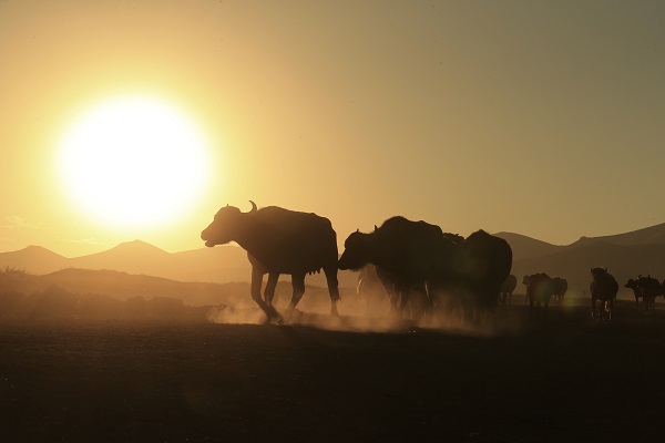 Foto - Devlet desteği ile sayıları arttı