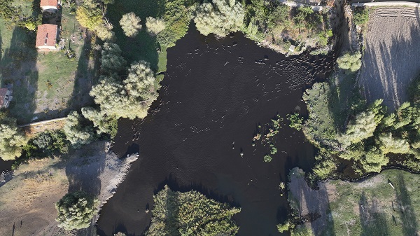 Foto - Devlet desteği ile sayıları arttı