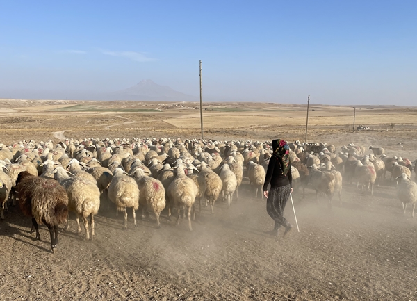 Foto - Devlet desteğiyle 250 hayvanlık sürünün sahibi oldu
