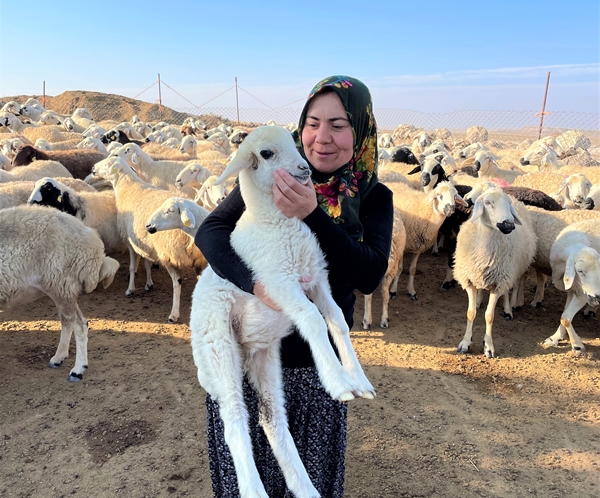 Foto - Devlet desteğiyle 250 hayvanlık sürünün sahibi oldu