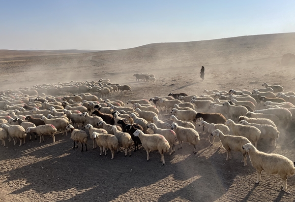Foto - Devlet desteğiyle 250 hayvanlık sürünün sahibi oldu