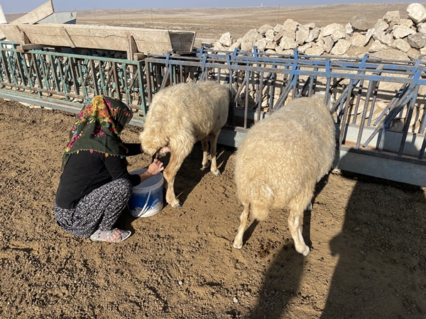 Foto - Devlet desteğiyle 250 hayvanlık sürünün sahibi oldu