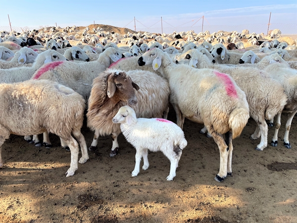 Foto - Devlet desteğiyle 250 hayvanlık sürünün sahibi oldu