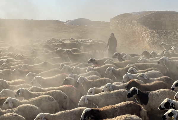 Devlet desteğiyle 250 hayvanlık sürünün sahibi oldu