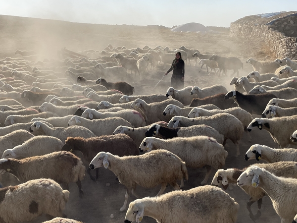 Foto - Devlet desteğiyle 250 hayvanlık sürünün sahibi oldu