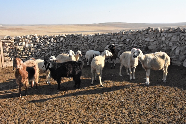 Foto - Devlet desteğiyle 250 hayvanlık sürünün sahibi oldu