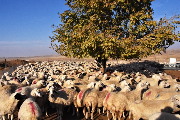 Foto - Devlet desteğiyle 250 hayvanlık sürünün sahibi oldu