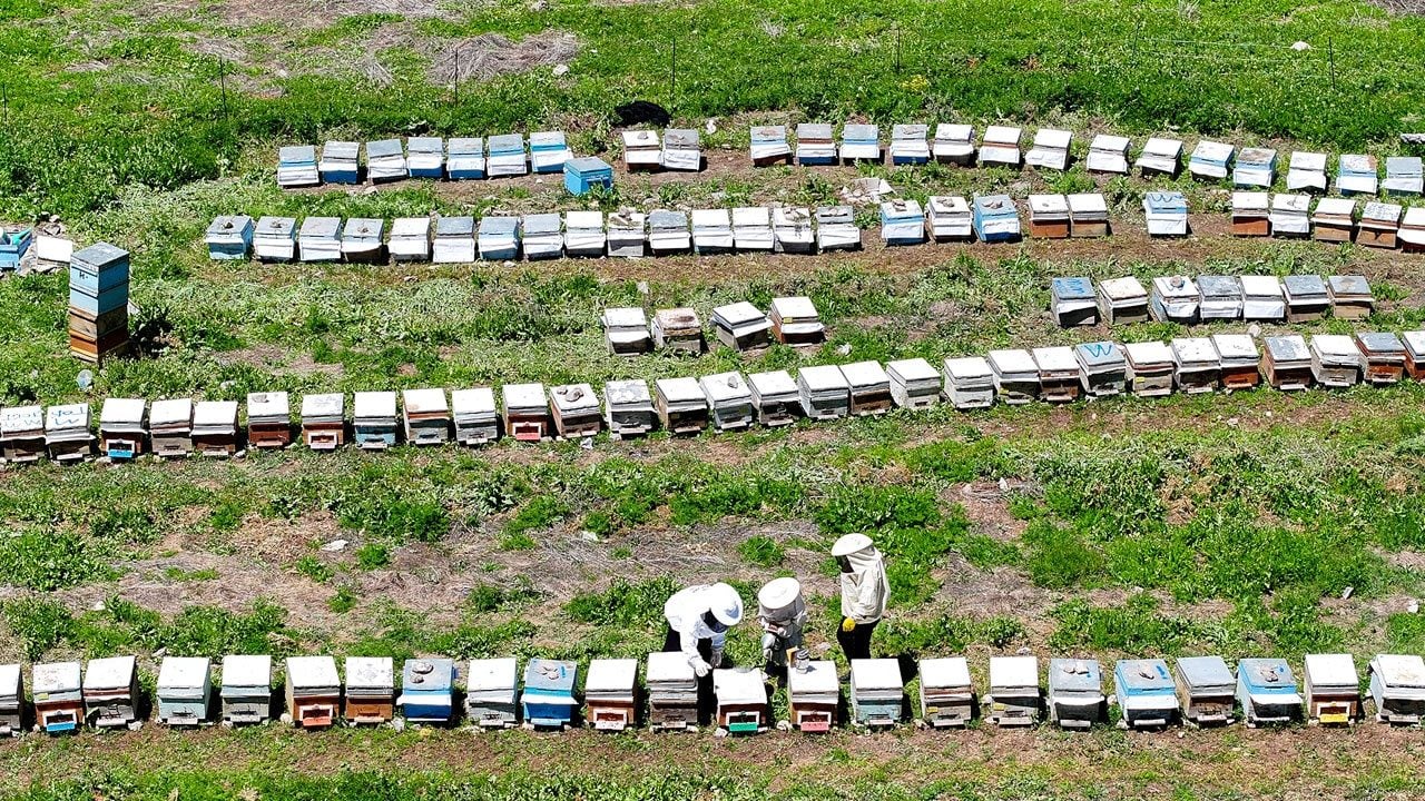 Devlet desteğiyle 30 kovandan 350 kovana ulaştı! Van balı Hırvatistan'a gidiyor