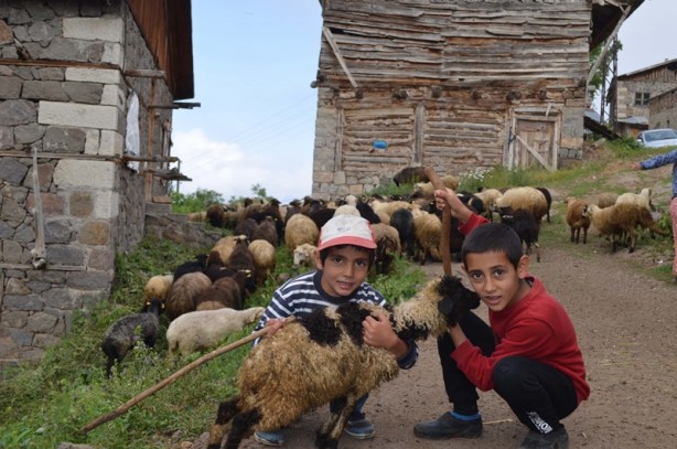 Foto - Devlet desteğiyle 30 koyun, 1 koç aldı, 550 küçükbaş hayvanı oldu
