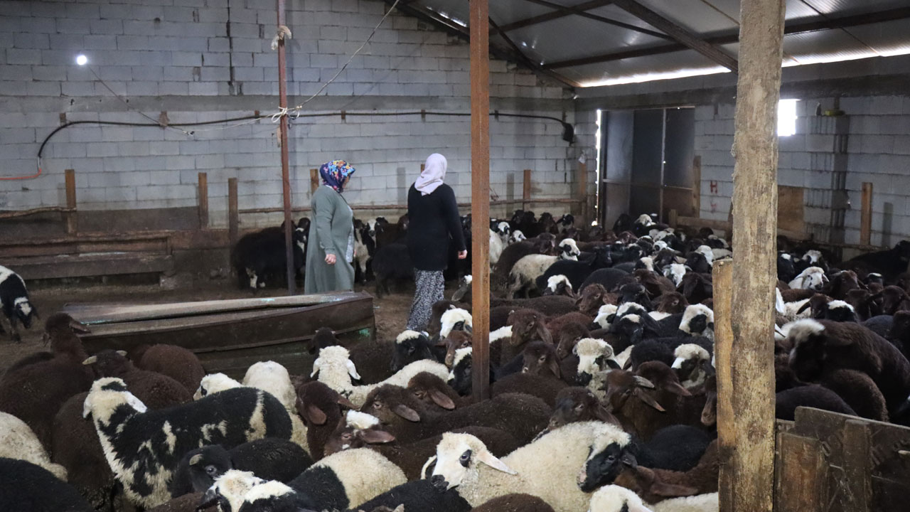 Foto - Devlet desteğiyle dönüşüm! 100 koyunla başladı, hayvan sayısı 900’e çıktı