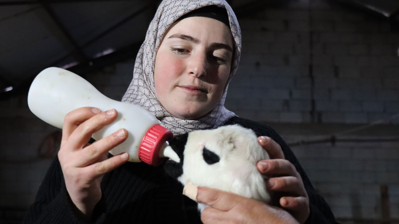 Foto - Devlet desteğiyle dönüşüm! 100 koyunla başladı, hayvan sayısı 900’e çıktı
