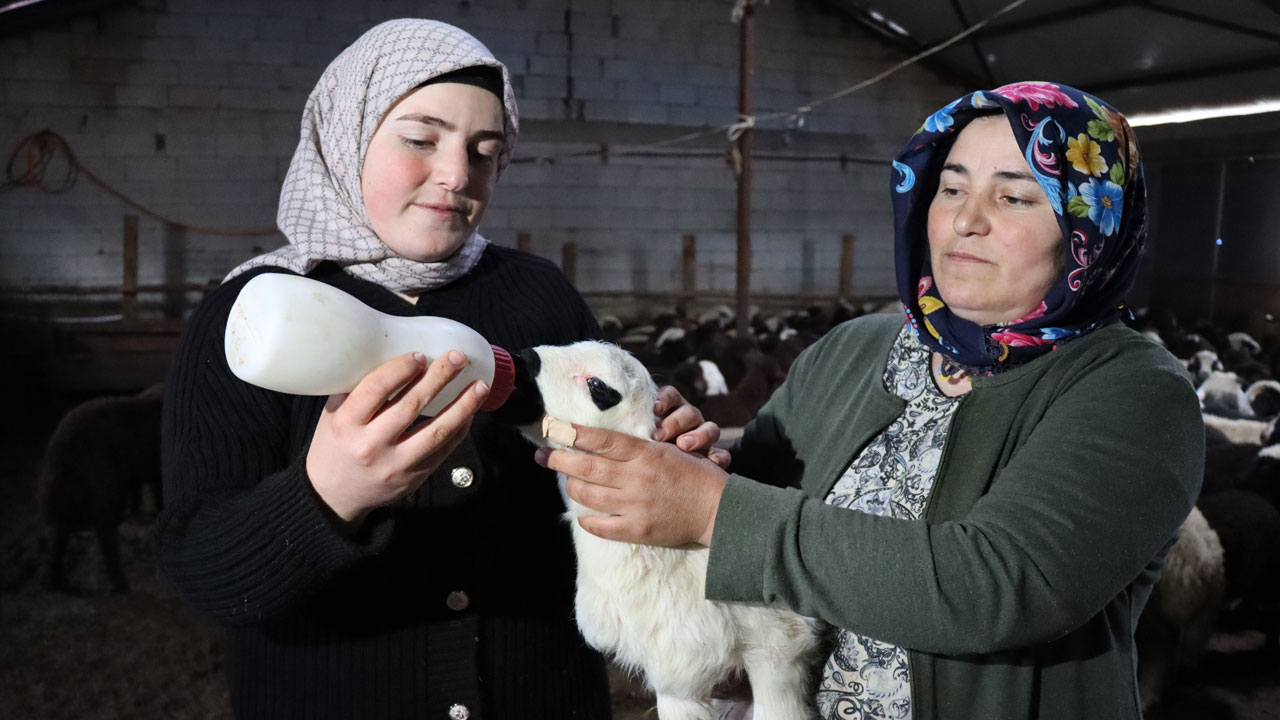 Devlet desteğiyle dönüşüm! 100 koyunla başladı, hayvan sayısı 900’e çıktı