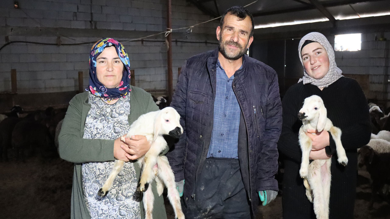 Foto - Devlet desteğiyle dönüşüm! 100 koyunla başladı, hayvan sayısı 900’e çıktı
