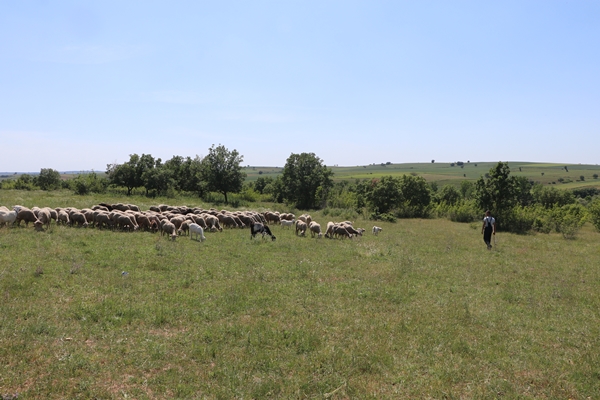 Foto - Devlet desteğiyle genç yaşta sürü sahibi oldu