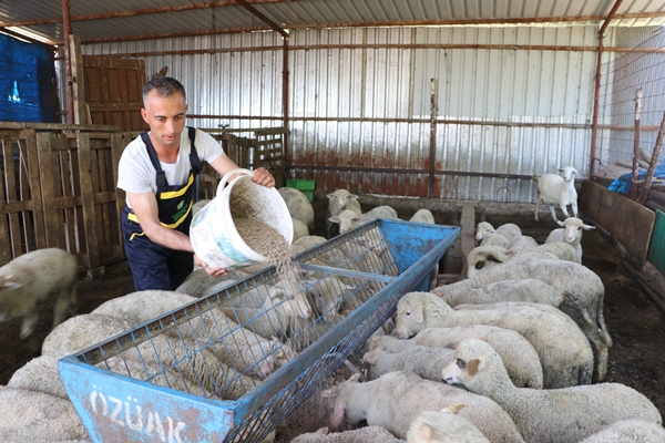 Foto - Devlet desteğiyle genç yaşta sürü sahibi oldu