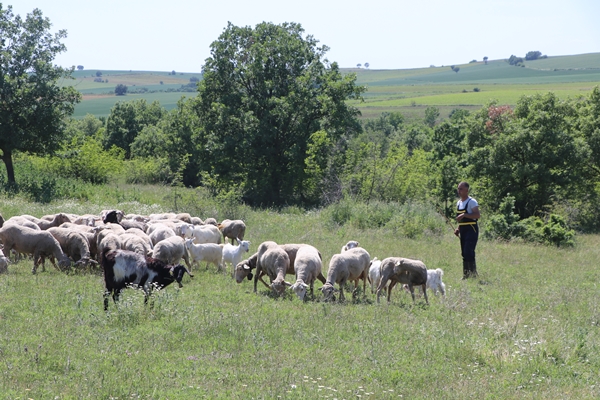Foto - Devlet desteğiyle genç yaşta sürü sahibi oldu