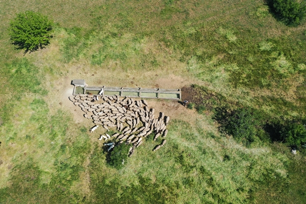 Foto - Devlet desteğiyle genç yaşta sürü sahibi oldu