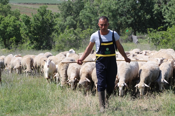 Foto - Devlet desteğiyle genç yaşta sürü sahibi oldu