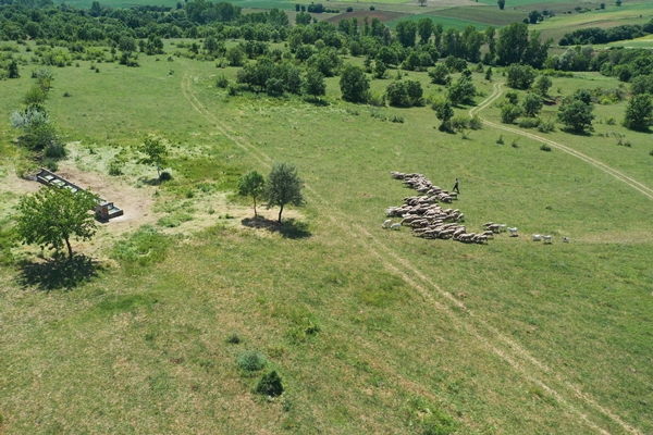 Devlet desteğiyle genç yaşta sürü sahibi oldu