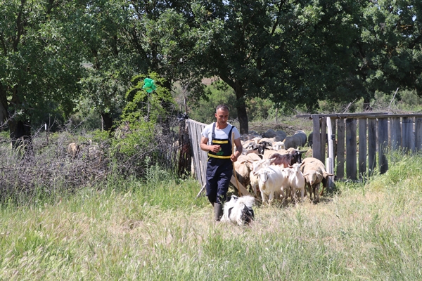 Foto - Devlet desteğiyle genç yaşta sürü sahibi oldu