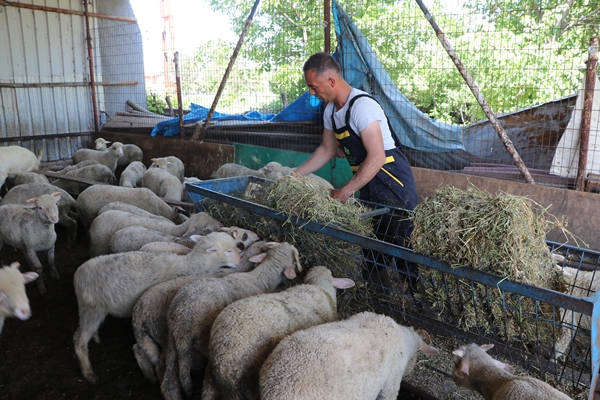 Foto - Devlet desteğiyle genç yaşta sürü sahibi oldu