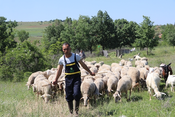 Foto - Devlet desteğiyle genç yaşta sürü sahibi oldu