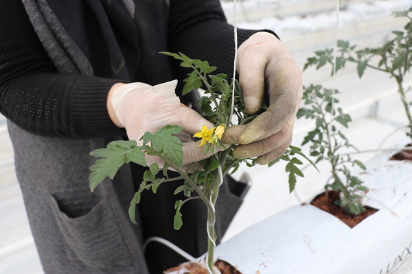 Foto - Devlet desteğiyle kuruldu! Sezonda 1000 ton domates üretilecek