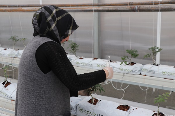 Foto - Devlet desteğiyle kuruldu! Sezonda 1000 ton domates üretilecek