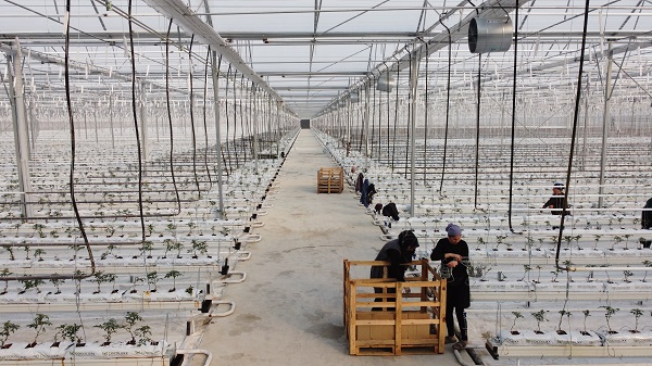 Foto - Devlet desteğiyle kuruldu! Sezonda 1000 ton domates üretilecek