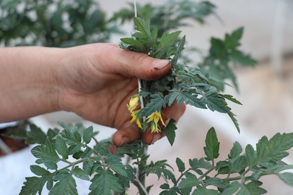 Foto - Devlet desteğiyle kuruldu! Sezonda 1000 ton domates üretilecek